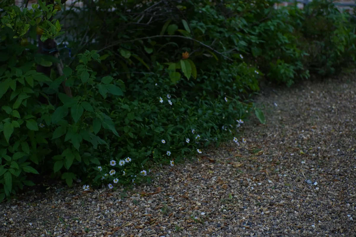 Low white flowering ground cover spilling over the edge of a gravel path