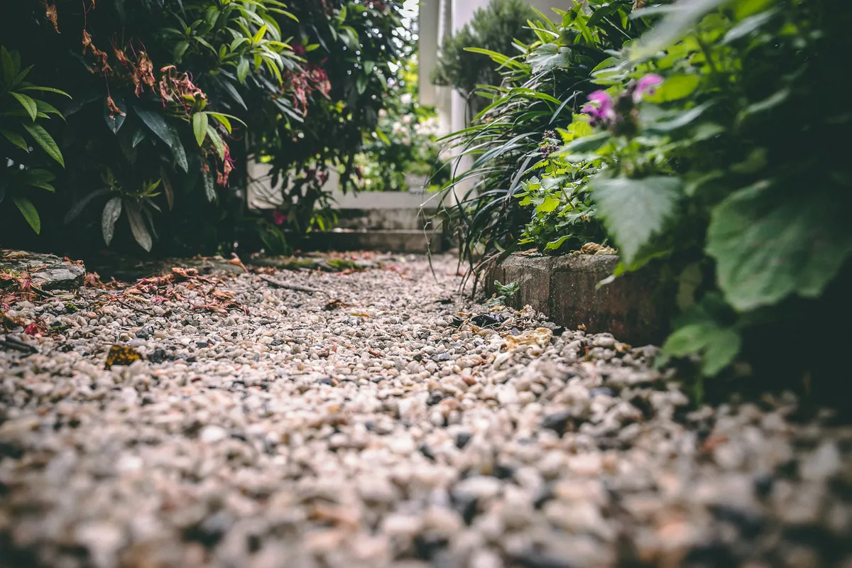 Close view of dense low plants matted over bare ground in shade