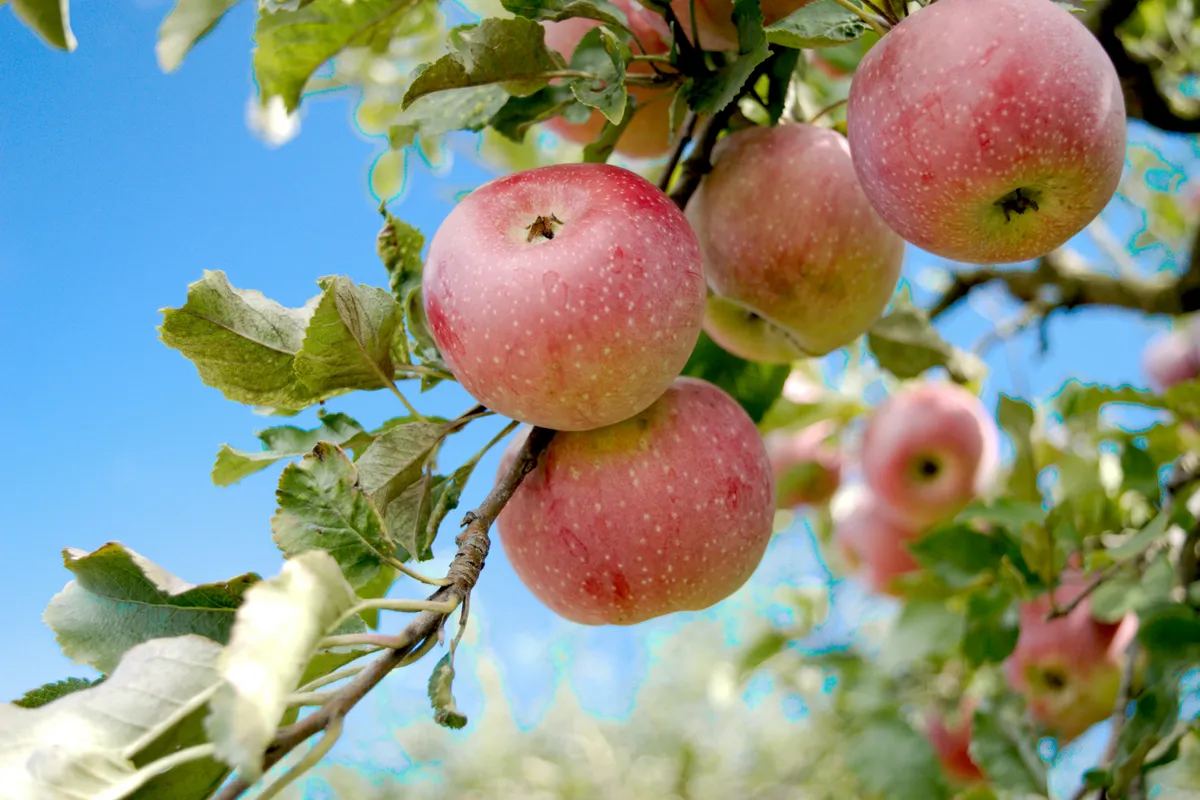 Red apples hanging from a branch against a clear sky