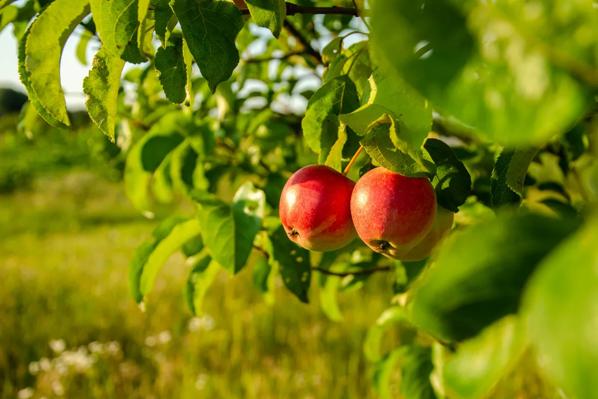 Two apples ripening on a branch above an open field