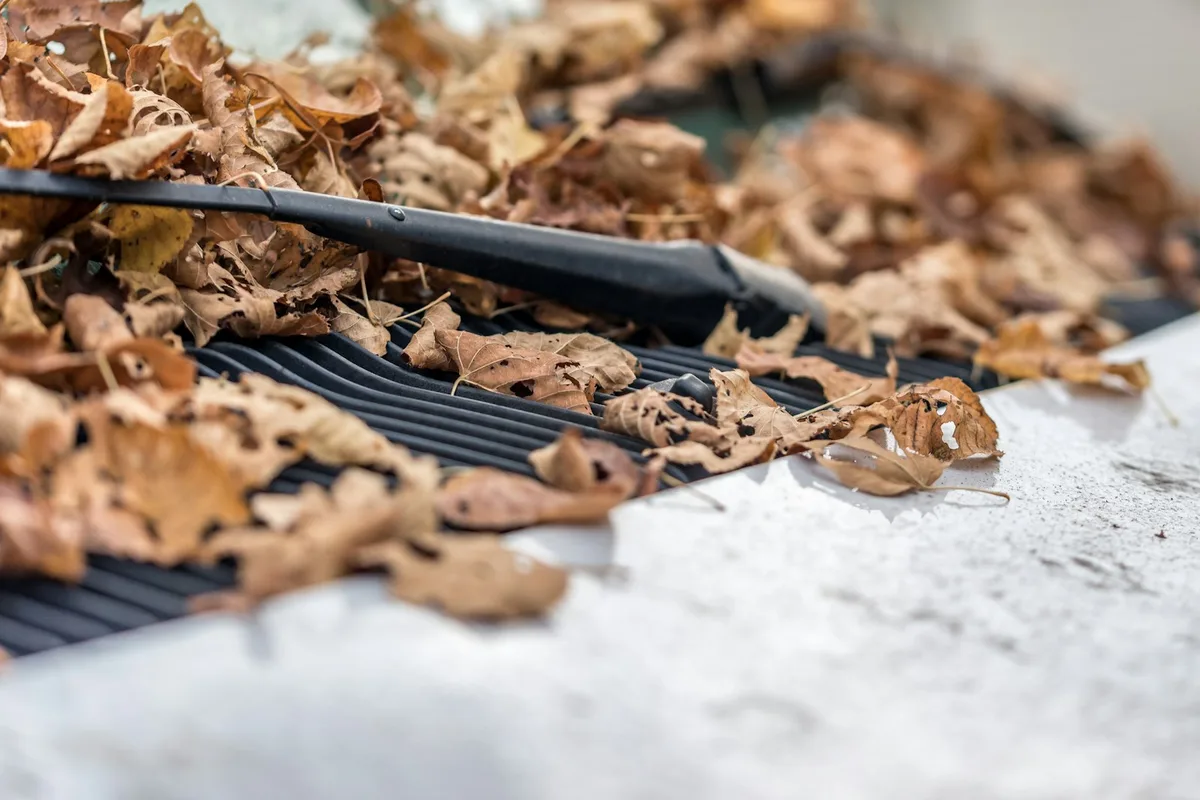 Fallen autumn leaves piled on top of a metal drainage grate