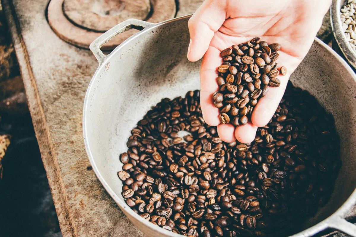 A hand lifting roasted coffee beans from a metal roasting drum
